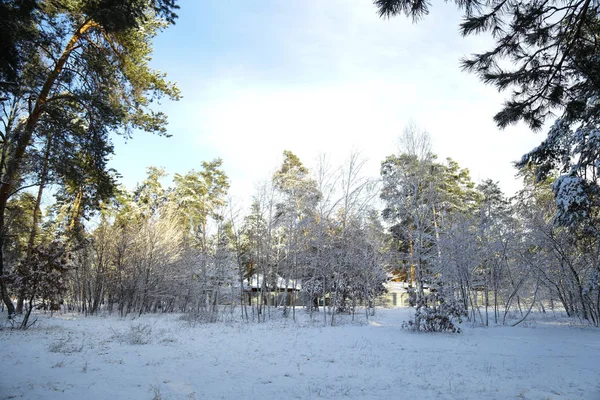 Winter Forest Snow Snow Covered Pine Forest Beautiful Winter Landscape — Stock Photo, Image