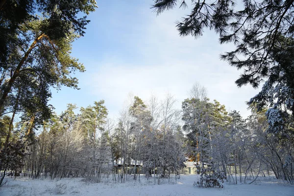 Kış, orman, kar. Karla kaplı çam ormanı, bir güzel kış manzara, doğa. Karda bir çam dalı.