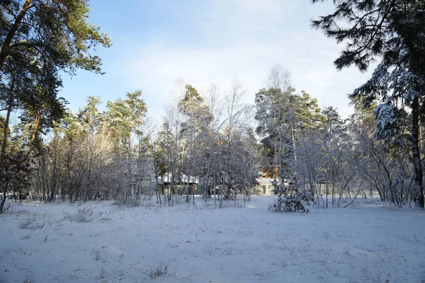 Kış, orman, kar. Karla kaplı çam ormanı, bir güzel kış manzara, doğa. Karda bir çam dalı.
