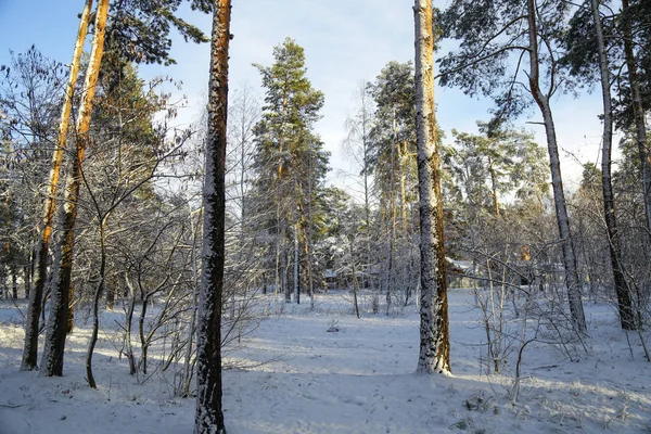 白雪覆盖的松树林 美丽的冬季景观 雪中的松树树枝 — 图库照片