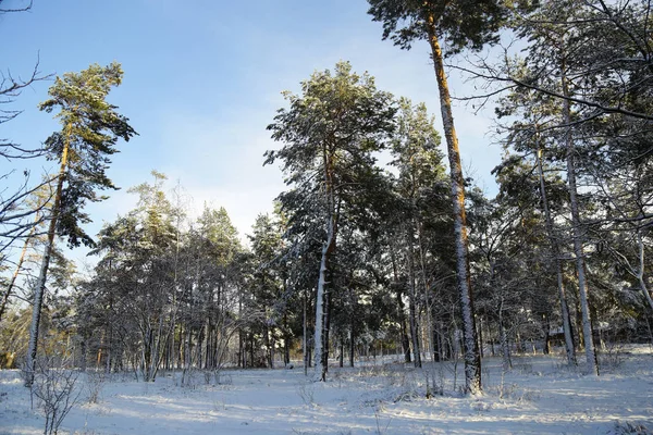 Kış, orman, kar. Karla kaplı çam ormanı, bir güzel kış manzara, doğa. Karda bir çam dalı.
