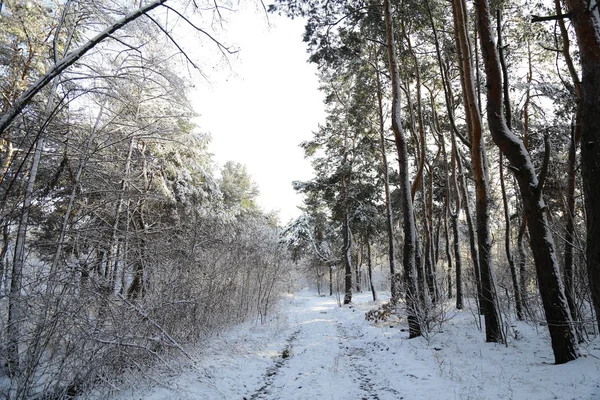 Winter Wald Schnee Verschneiter Wald Bäume Schnee Wunderschöne Winterlandschaft Natur — Stockfoto