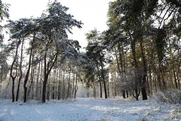 Inverno Floresta Neve Floresta Coberta Neve Árvores Neve Bela Paisagem — Fotografia de Stock