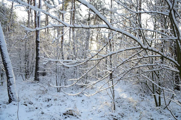 Winter Wald Schnee Verschneiter Wald Bäume Schnee Wunderschöne Winterlandschaft Natur — Stockfoto
