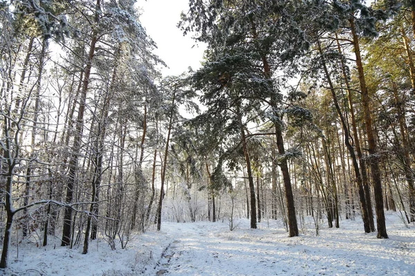 Winter Forest Snow Snow Covered Forest Trees Snow Beautiful Winter — Stock Photo, Image
