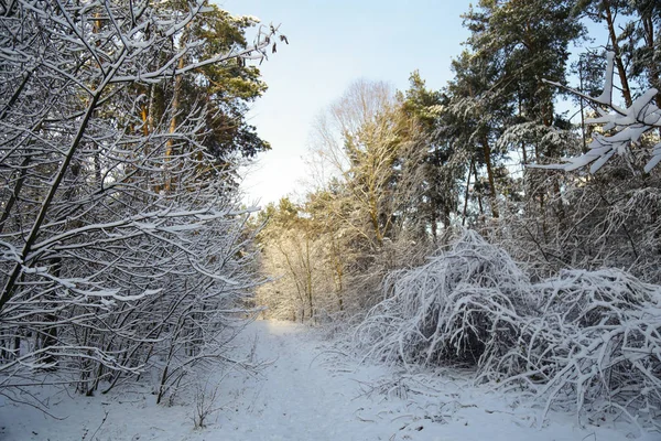 Winter Forest Snow Snow Covered Forest Trees Snow Beautiful Winter — Stock Photo, Image