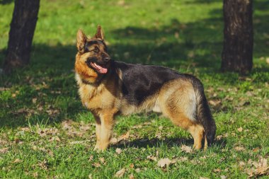 Güzel köpek parkında orman Alman çoban