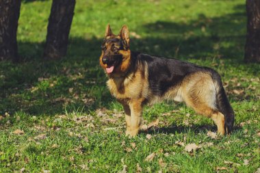 Güzel köpek parkında orman Alman çoban