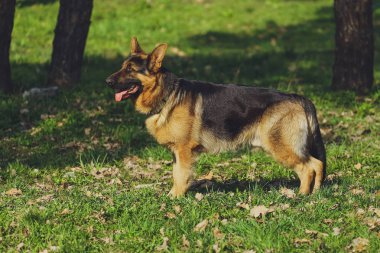 Güzel köpek parkında orman Alman çoban