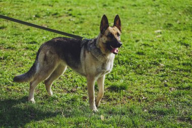 Güzel köpek parkında orman Alman çoban