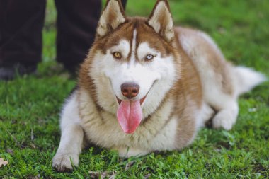Güzel köpek parkında orman Husky