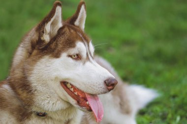 Güzel köpek parkında orman Husky