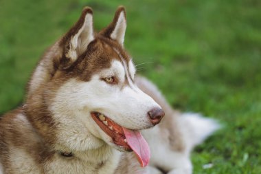 Güzel köpek parkında orman Husky