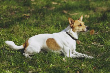 Güzel köpek parkında orman Jack Russell Terrier