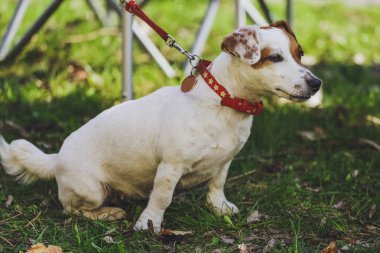 Güzel köpek parkında orman Jack Russell Terrier