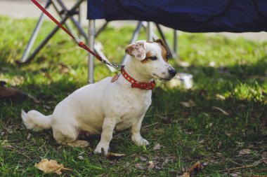 Güzel köpek parkında orman Jack Russell Terrier