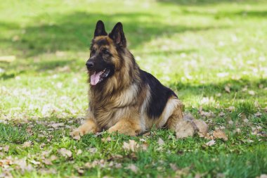 Güzel köpek parkında orman Alman çoban