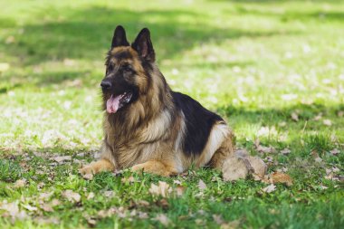 Güzel köpek parkında orman Alman çoban