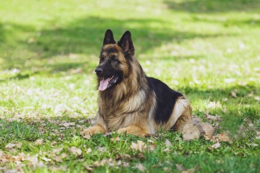 Güzel köpek parkında orman Alman çoban