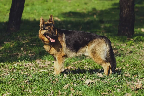 Гарна Собака Німецька Вівчарка Парку Лісі — стокове фото