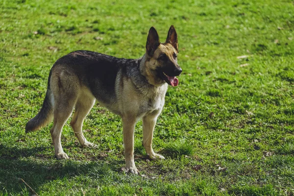 Όμορφο Σκυλί Γερμανικός Ποιμενικός Στο Πάρκο Στο Δάσος — Φωτογραφία Αρχείου