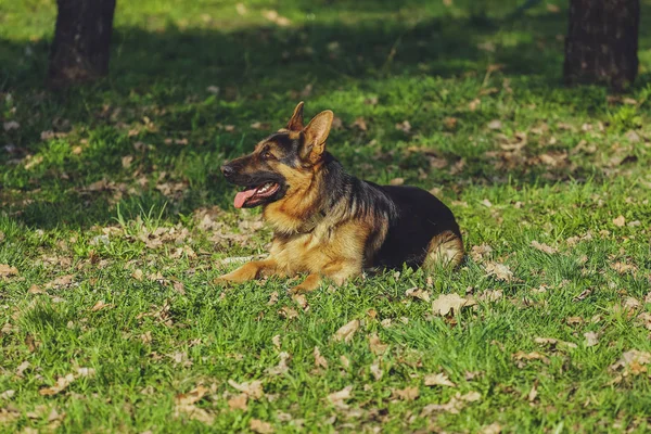 Hermoso Perro Pastor Alemán Parque Bosque — Foto de Stock