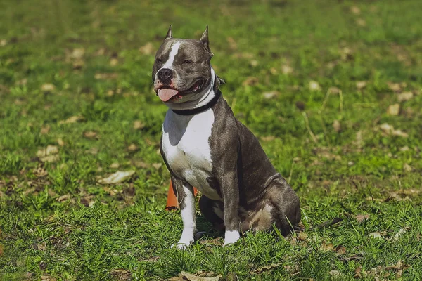Vacker Hund American Staffordshire Terrier Parken Skogen — Stockfoto