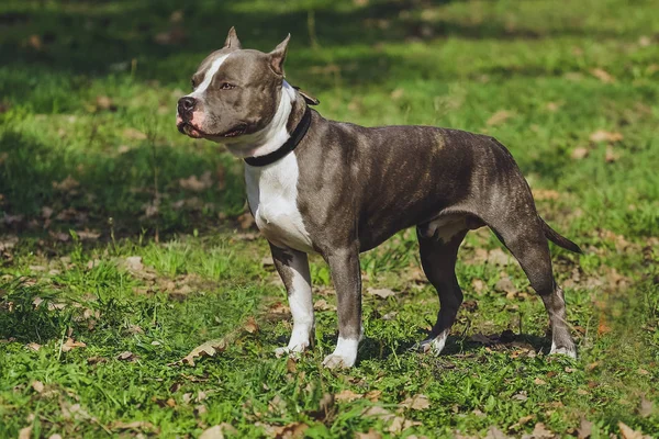 Güzel köpek Amerikan Staffordshire Terrier parkında orman