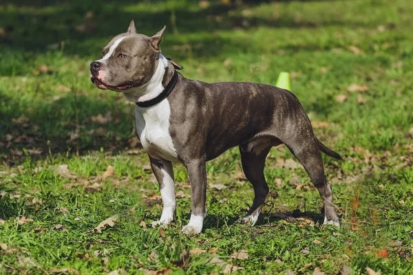 Güzel köpek Amerikan Staffordshire Terrier parkında orman