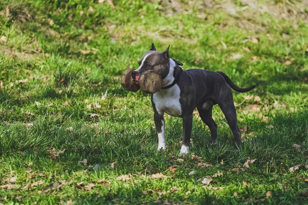 Bellissimo Cane Americano Staffordshire Terrier Nel Parco Nella Foresta — Foto Stock