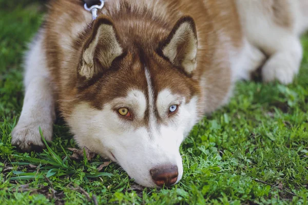 Krásný Pes Husky Parku Lese — Stock fotografie