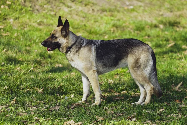 Hermoso Perro Pastor Alemán Parque Bosque — Foto de Stock