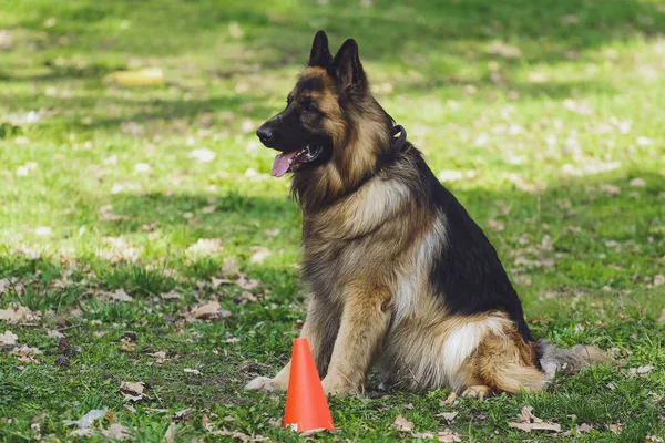 Hermoso Perro Pastor Alemán Parque Bosque — Foto de Stock