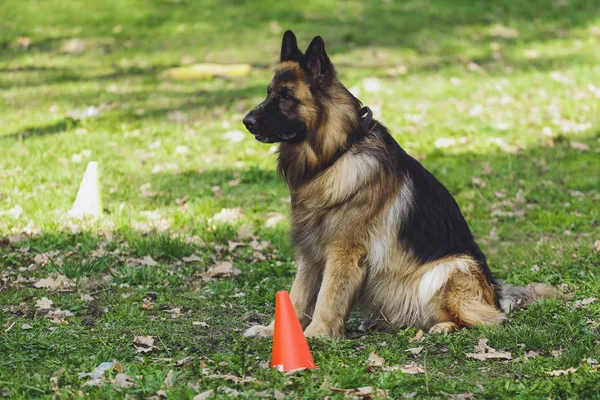 Beautiful Dog German Shepherd Park Forest — Stock Photo, Image