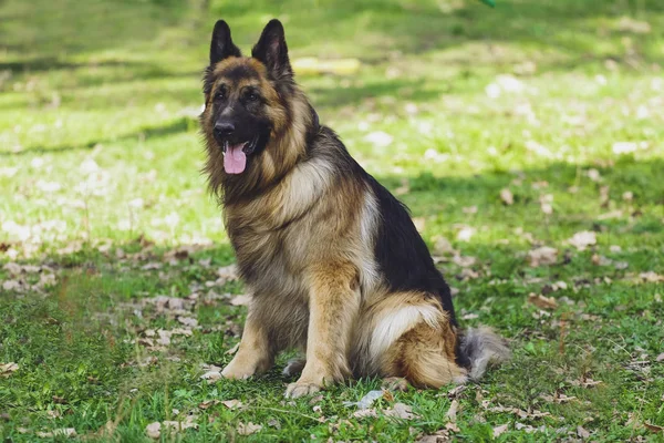 Güzel köpek parkında orman Alman çoban