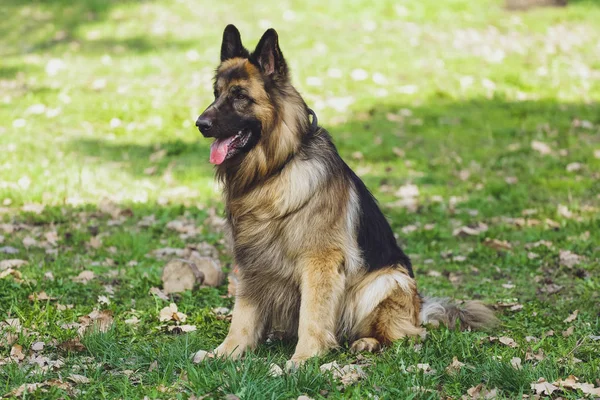 Гарна Собака Німецька Вівчарка Парку Лісі — стокове фото