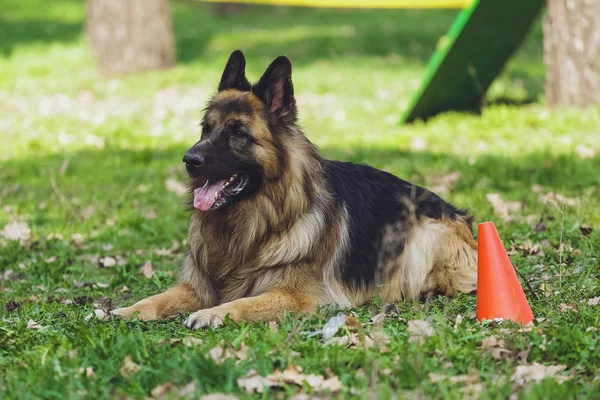 Hermoso Perro Pastor Alemán Parque Bosque — Foto de Stock