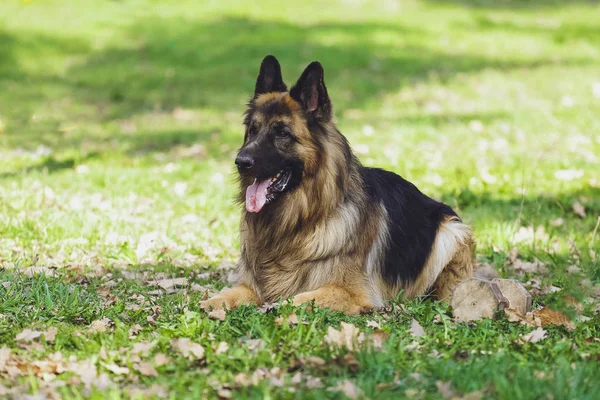 Güzel köpek parkında orman Alman çoban