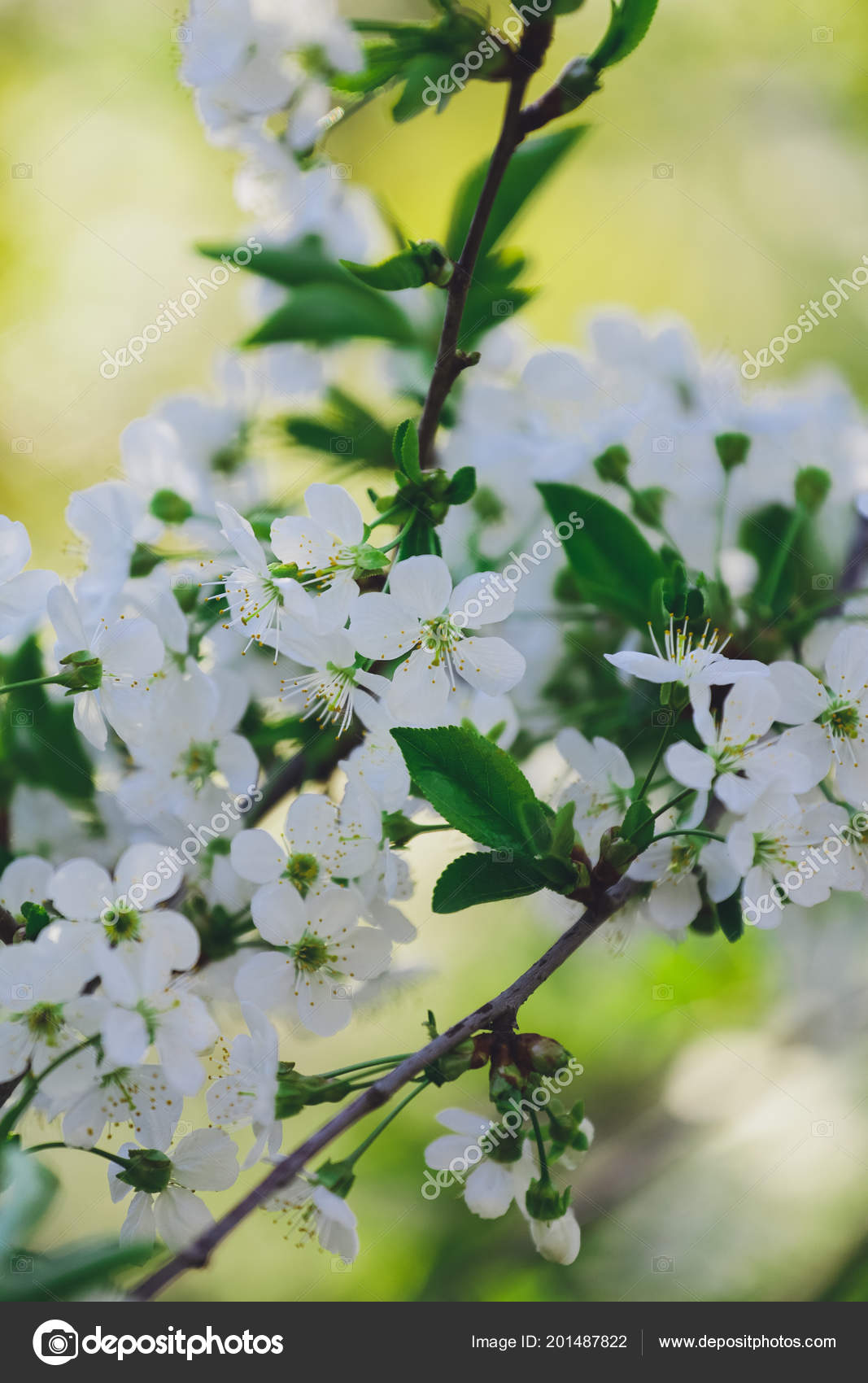 Fond Printemps Des Branches Arbres Fleurs Photographie