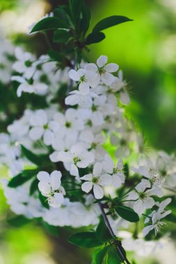 Bahar arka plan çiçekli ağaç dalı