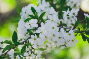 Bahar arka plan çiçekli ağaç dalı