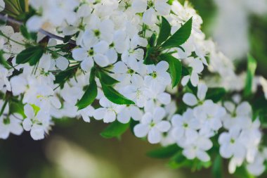 Bahar arka plan çiçekli ağaç dalı