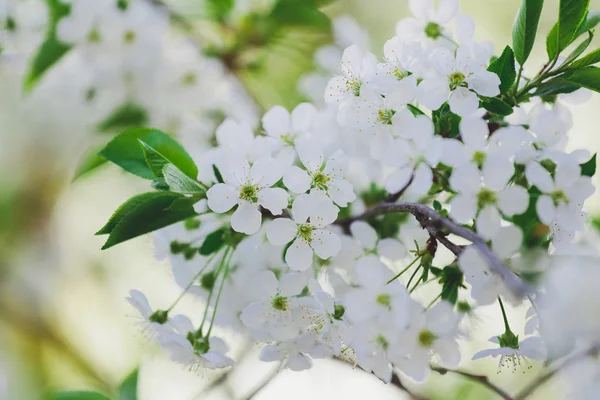 Bahar arka plan çiçekli ağaç dalı