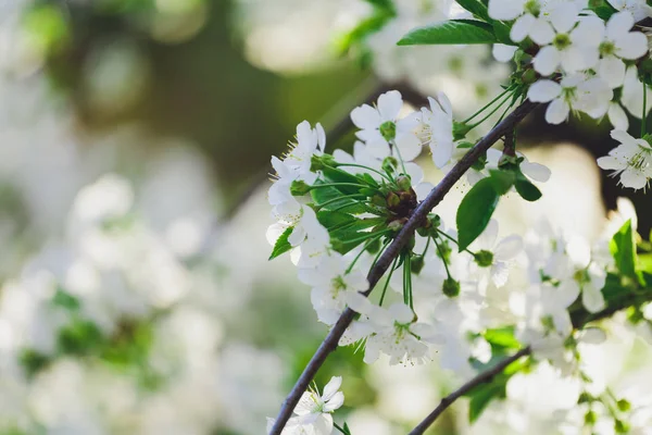 Bahar arka plan çiçekli ağaç dalı