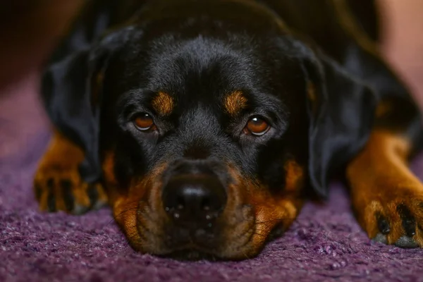 Rottweiler\'s dog head close-up