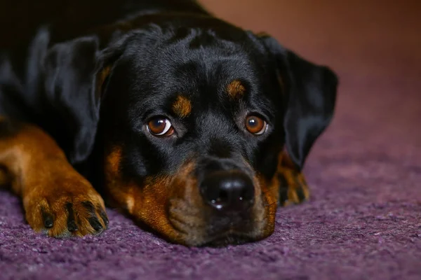 Rottweiler'ın köpek baş yakın çekim