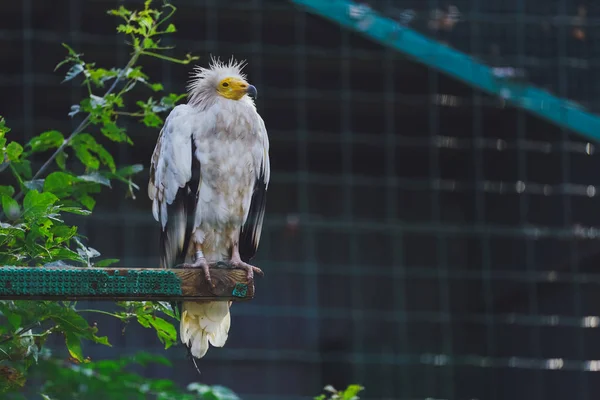 Vogel Seeadler Zoo — Stockfoto