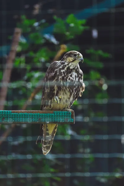 Bird Saker Falcon Зоопарке — стоковое фото