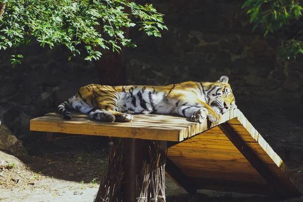 Djur Tiger Ligger Sover — Stockfoto