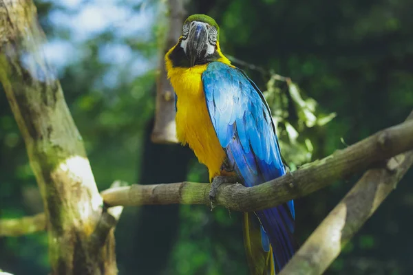 Ara Papagei Vogel Blau Gelb — Stockfoto